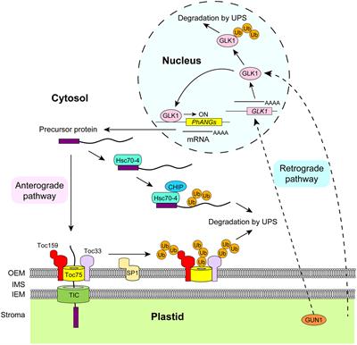 Ubiquitin–Proteasome-Dependent Regulation of Bidirectional Communication between Plastids and the Nucleus